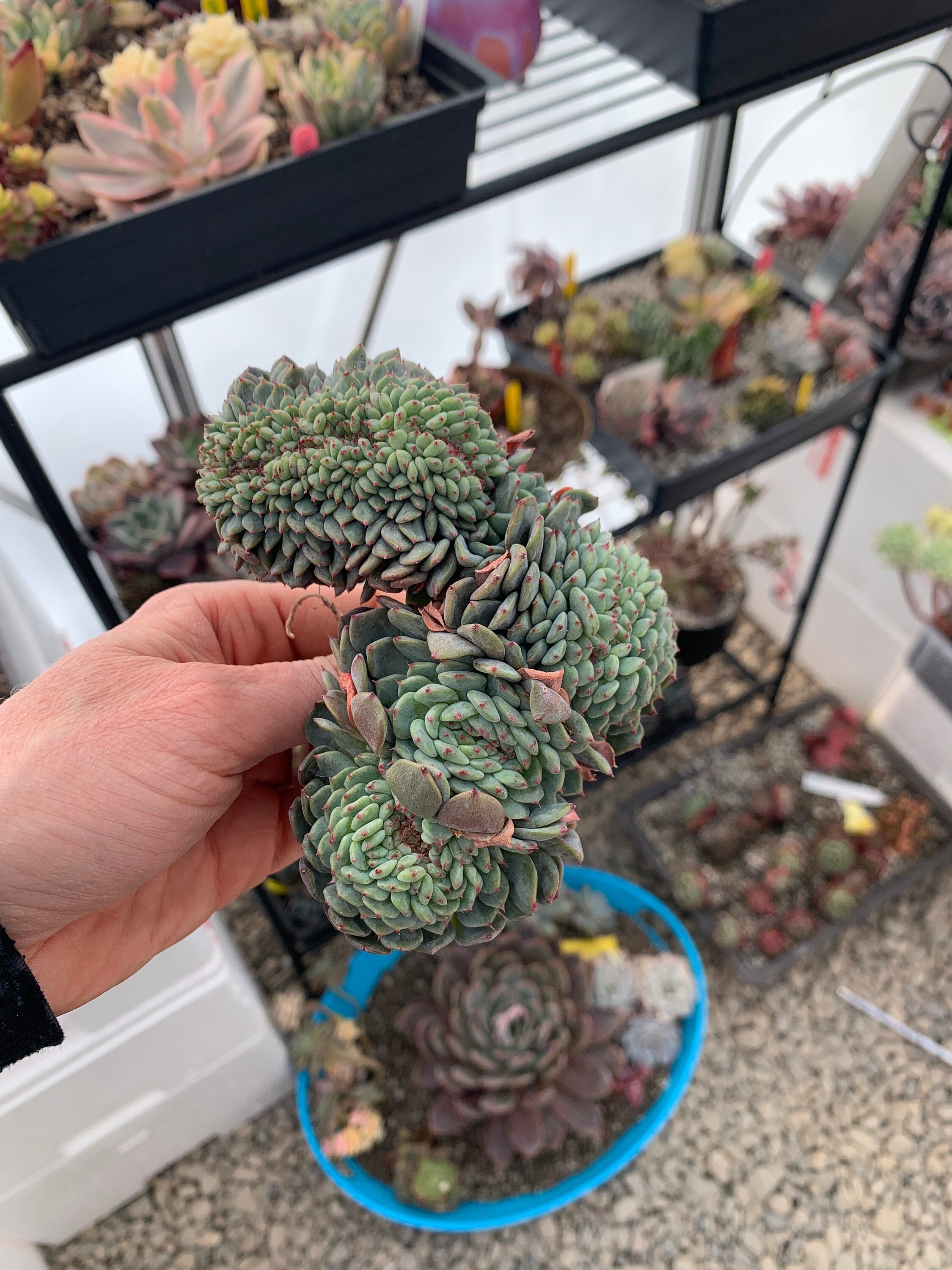 Granja blanca de Echeveria Suculenta importada rara | Etsy