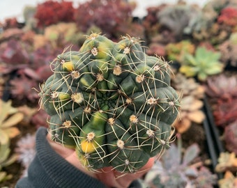 weirdo alert! Gymnocalycium Variegated Cactus  Succulent /Rare Imported Succulent