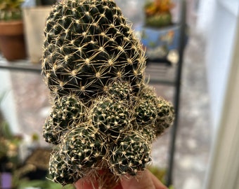 weirdo alert! (GOTH BLACK PLANT!!!) Rebutia Helosia Cactus Cluster Imported Succulent Plant