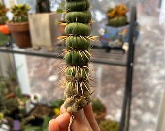 weirdo alert! Eulychnia Castanea Spiralis Totem Pole Unicorn Twisted Cactus Cacti Imported Plant