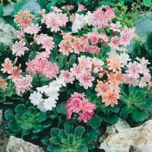 cold hardy succulent plant for your rock garden Lewisia Cotyldeon Rainbow Mix Bitterroot Perennial Outdoor Garden