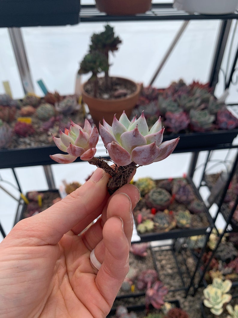 Echeveria Larga Cluster