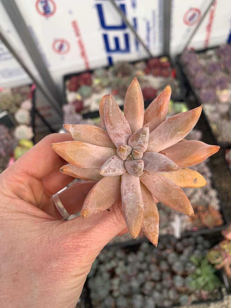 Rare Imported Succulent Echeveria tolimanensis