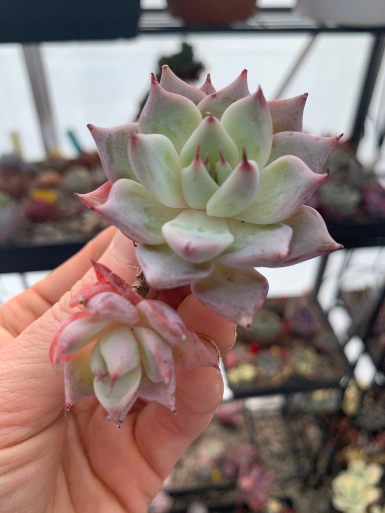 Echeveria Larga Cluster