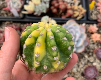 weirdo alert! Echinopsis Subdenudata Variegated Cactus Succulent /Rare Korean Succulent