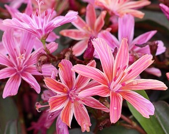 cold hardy succulent plant for your rock garden Lewisia Cotyldeon Little Plum Bitterroot Perennial Outdoor Garden