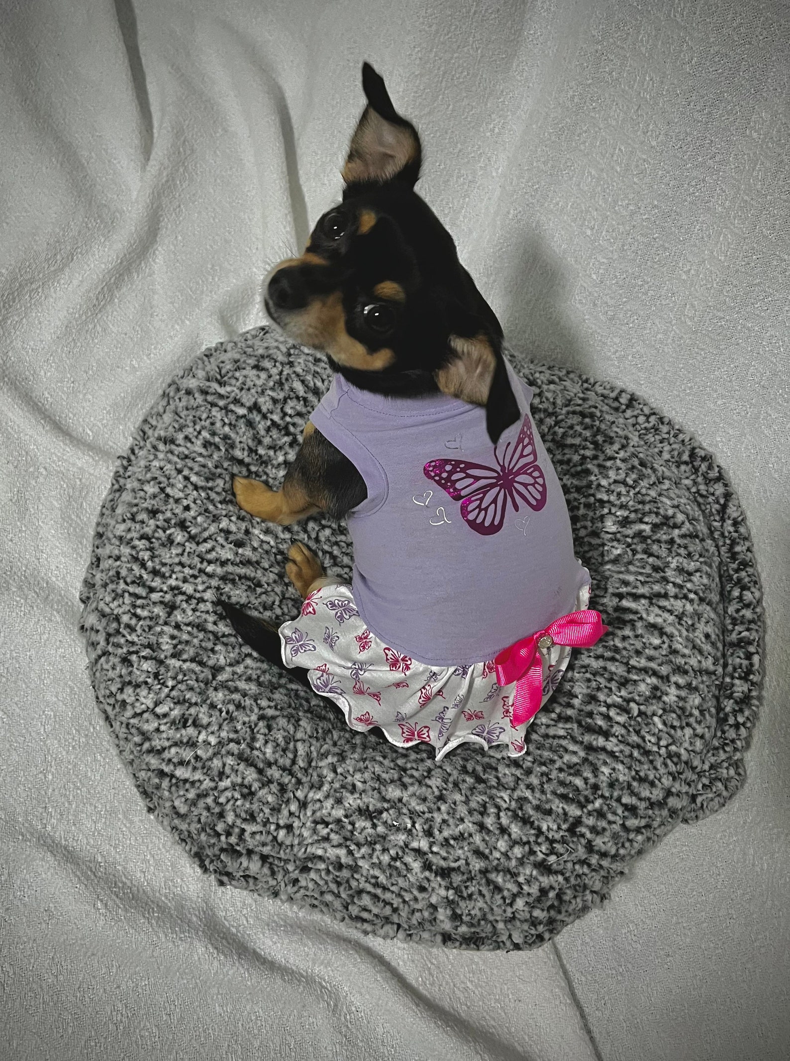 Teacup Dog Dress, Teacup Outfits, Chihuahua Clothes, Teacup Dog Clothes