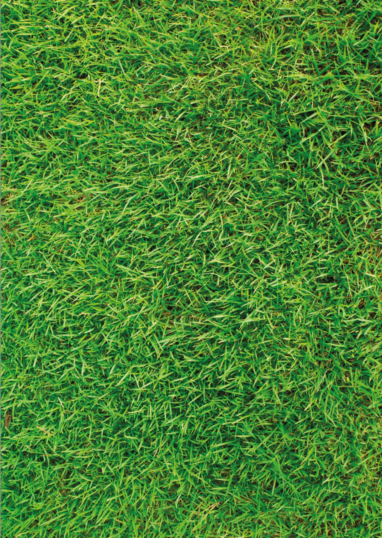 Fluffy Green Grass Backdrop Print Etsy