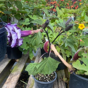 Devil’s Trumpet Datura metel 6 inch pot  Free shipping to Eastern and Central States List of excluded States in Description