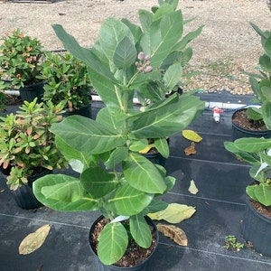 May include: A potted Calotropis gigantea plant with large, green leaves and small, purple flower buds. The plant is in a black plastic pot, set on a black landscape fabric. Other potted plants are visible in the background.