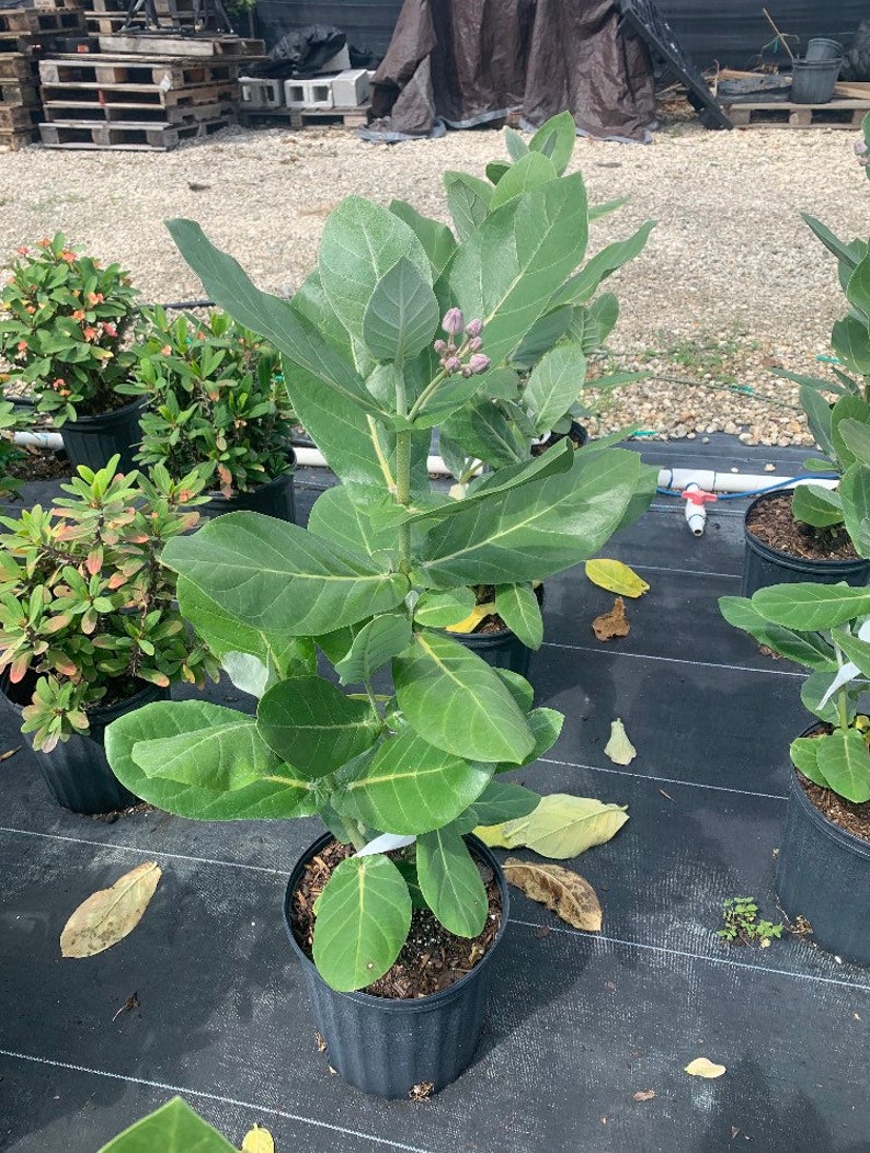 May include: A potted Calotropis gigantea plant with large, green leaves and small, purple flower buds. The plant is in a black plastic pot, set on a black landscape fabric. Other potted plants are visible in the background.