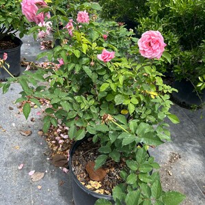 Belinda’s Dream Rose – Rosa ‘Belinda’s Dream’ 10 Inch Pot, Fragrant Pink Rose Bush, Hardy Garden & Landscape Accent Bild 12