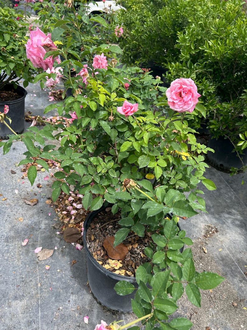 Belinda’s Dream Rose – Rosa ‘Belinda’s Dream’ 10 Inch Pot, Fragrant Pink Rose Bush, Hardy Garden & Landscape Accent Bild 12
