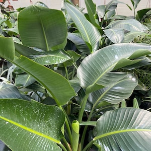 May include: Close-up of a Bird of Paradise plant with large, green leaves. The leaves have prominent veins and a glossy texture. The plant is in a black pot, with other plants in the background.