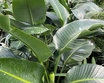 May include: A large green tropical plant with large, wide leaves. The plant is in a pot and is growing in a greenhouse setting.