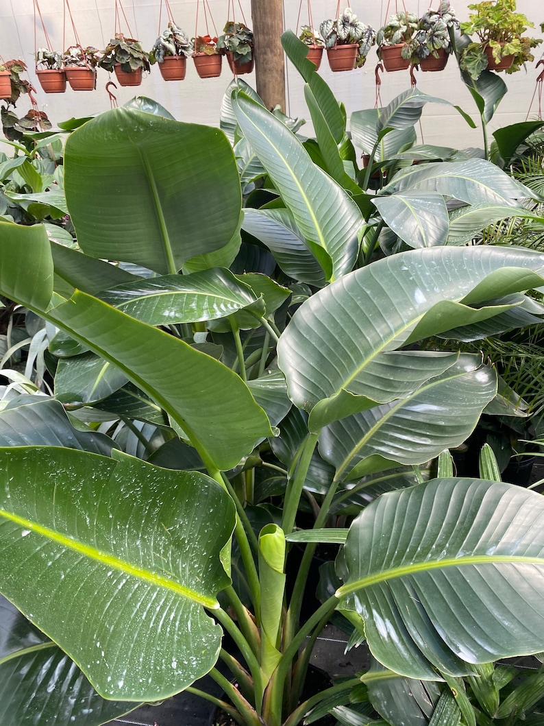 May include: Close-up of a Bird of Paradise plant with large, green leaves. The leaves have prominent veins and a glossy texture. The plant is in a black pot, with other plants in the background.