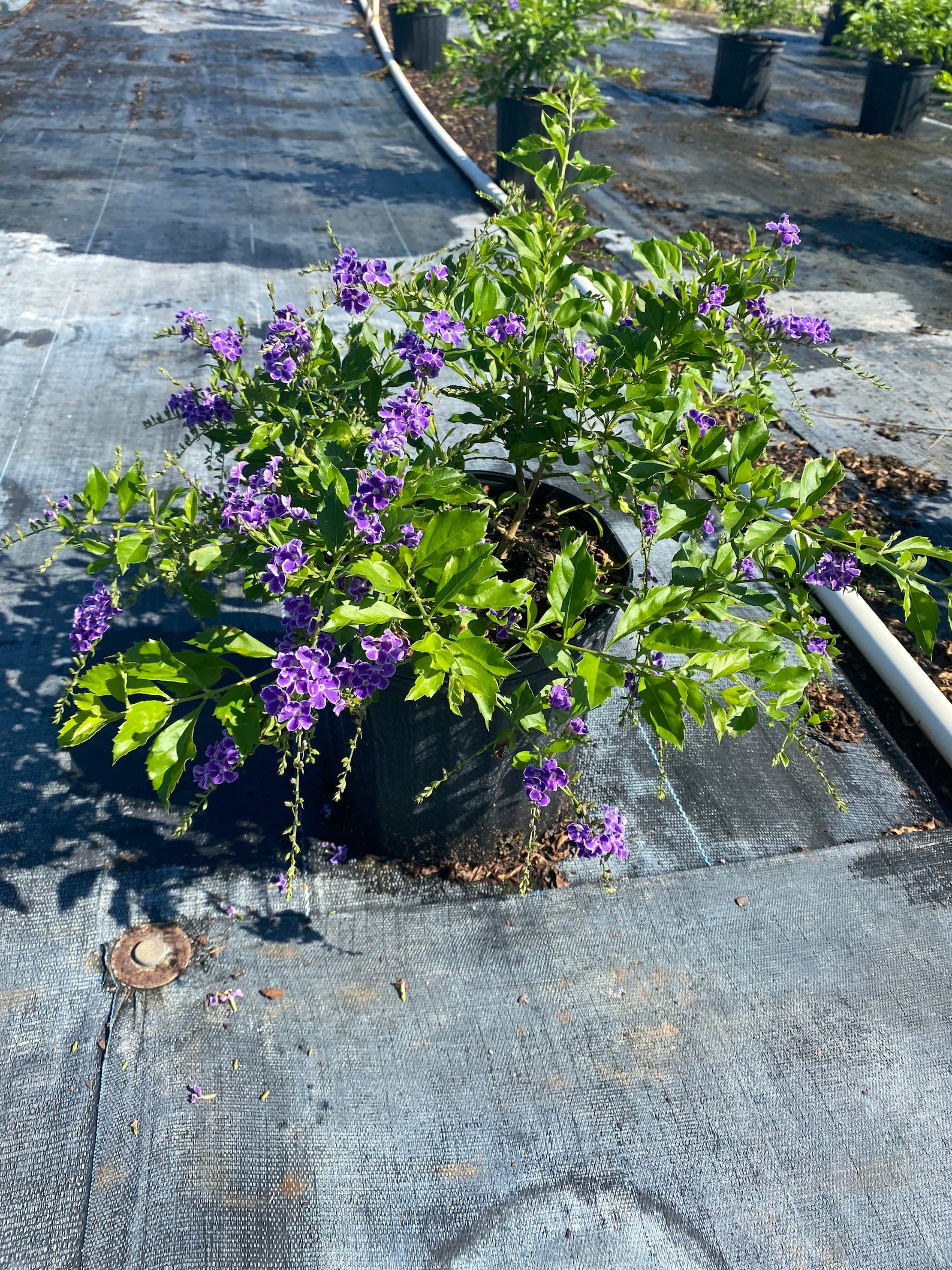 Sapphire Showers Duranta Dew Drop ‘sapphire Showers’ – Duranta Erecta 10 Inch Pot, Tropical