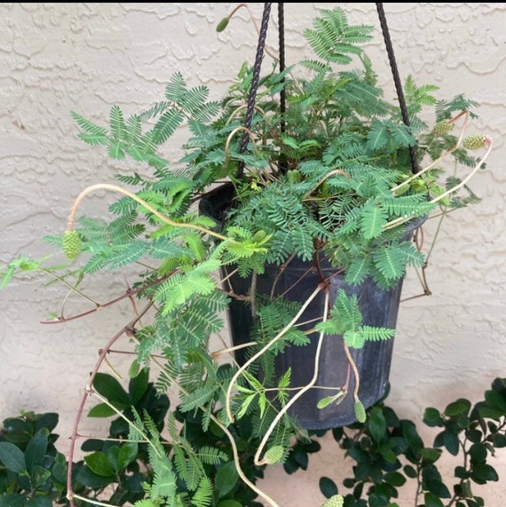 Sunshine Mimosa – Mimosa Strigilosa 6 Inch Pot. Pink Powderpuff