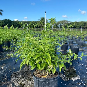 May include: A green potted plant with small white flowers. The plant is in a black plastic pot and is surrounded by other plants in black pots.