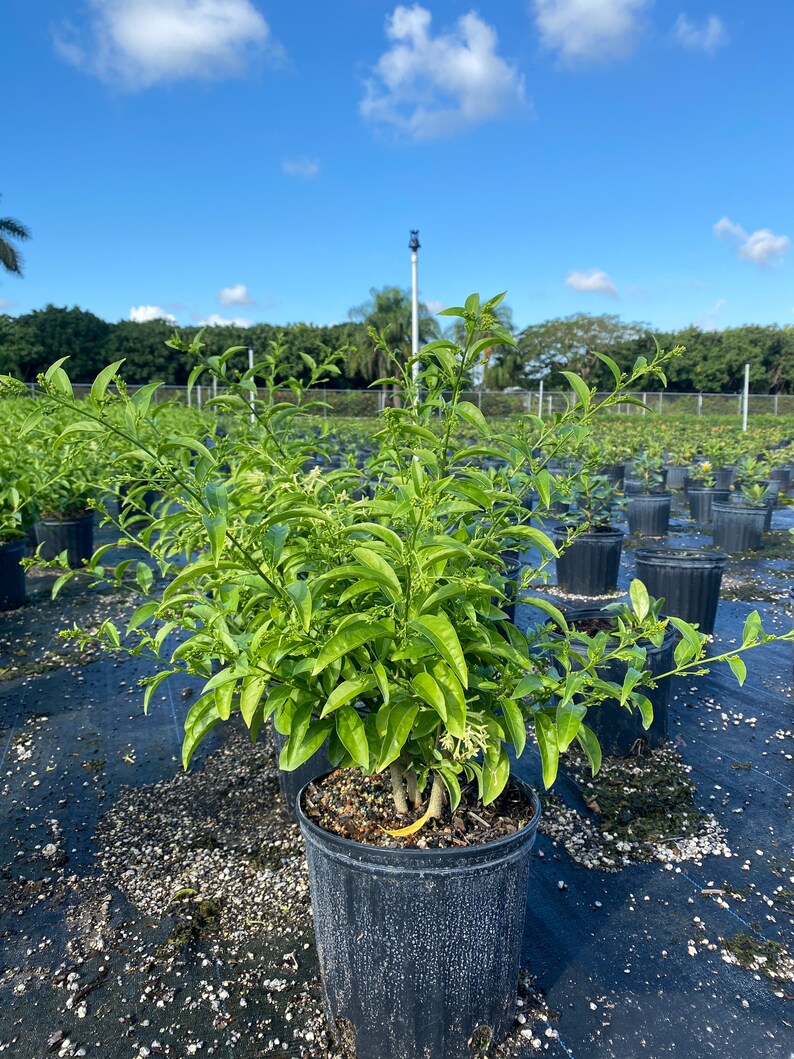May include: A green potted plant with small white flowers. The plant is in a black plastic pot and is surrounded by other plants in black pots.