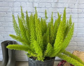 Foxtail Fern Asparagus densiflorus 10” inch pot  FREE Shipping East Coast and Central States