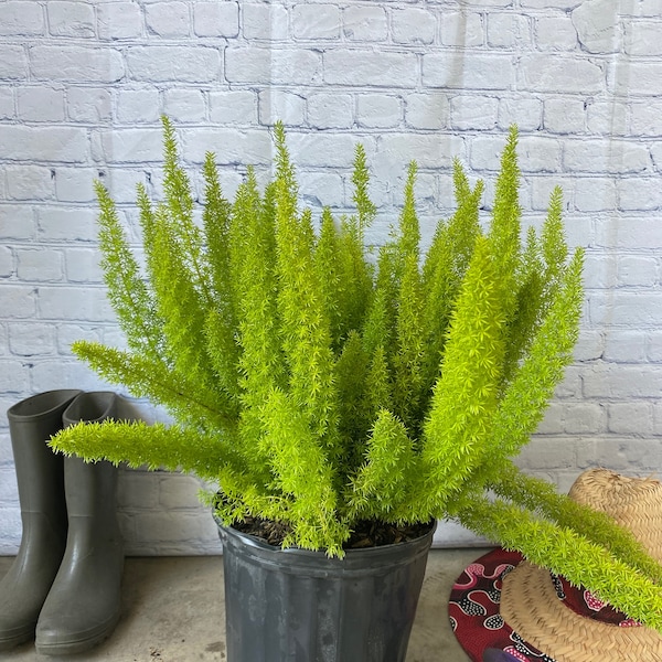 Asparagus Fern Etsy