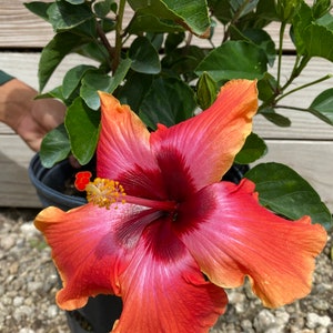 Hibiscus ‘Fiesta’ 10” inch pot  FREE Shipping East Coast and Central States