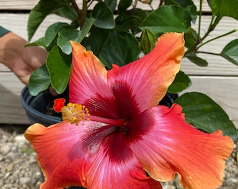 Hibiscus ‘Fiesta’ 10” inch pot  FREE Shipping East Coast and Central States