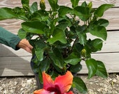 Hibiscus Fiesta 10 inch pot