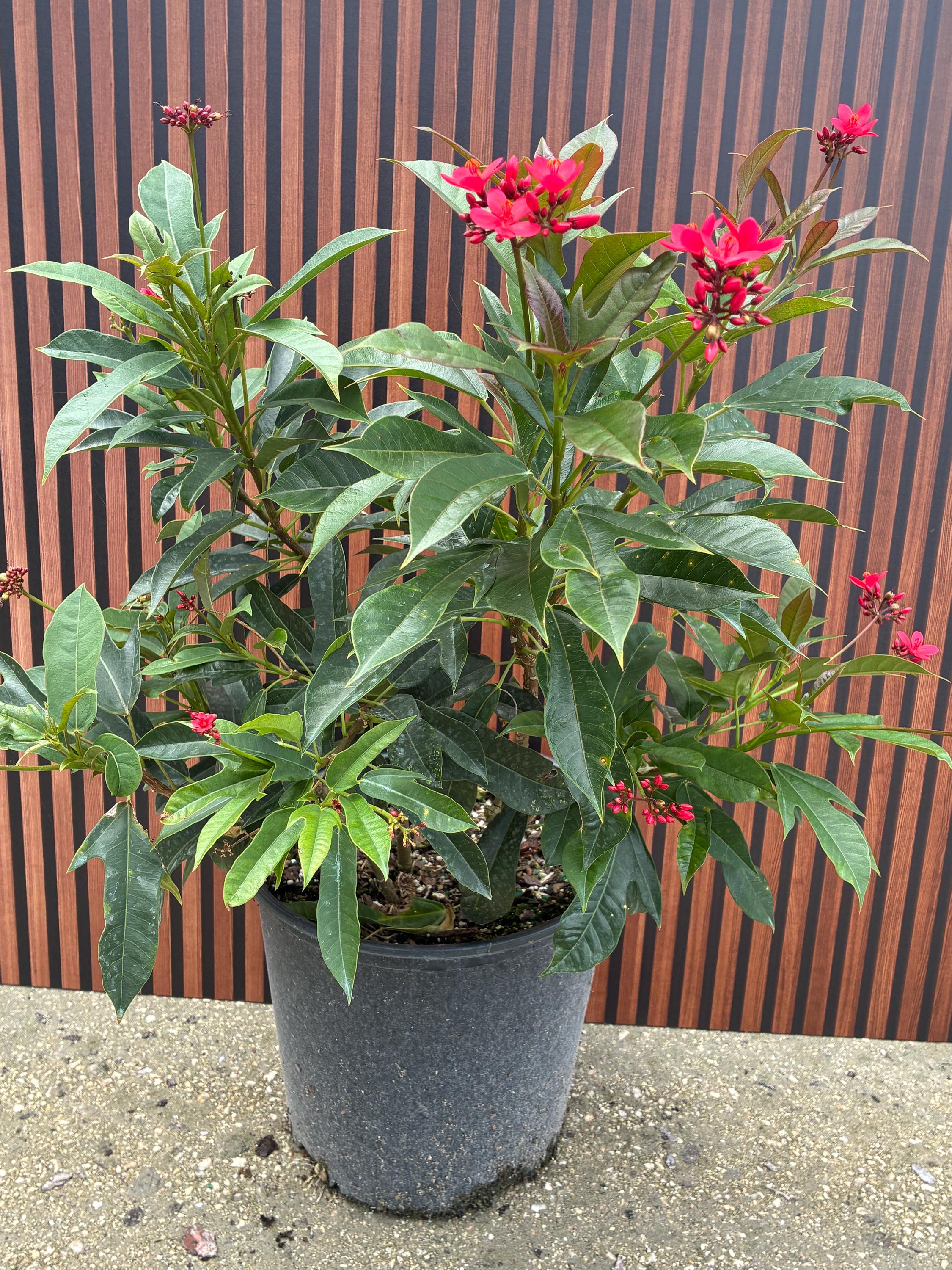 Jatropha Integerrima 'red Peregrina' – Spicy Jatropha 10 Inch Pot