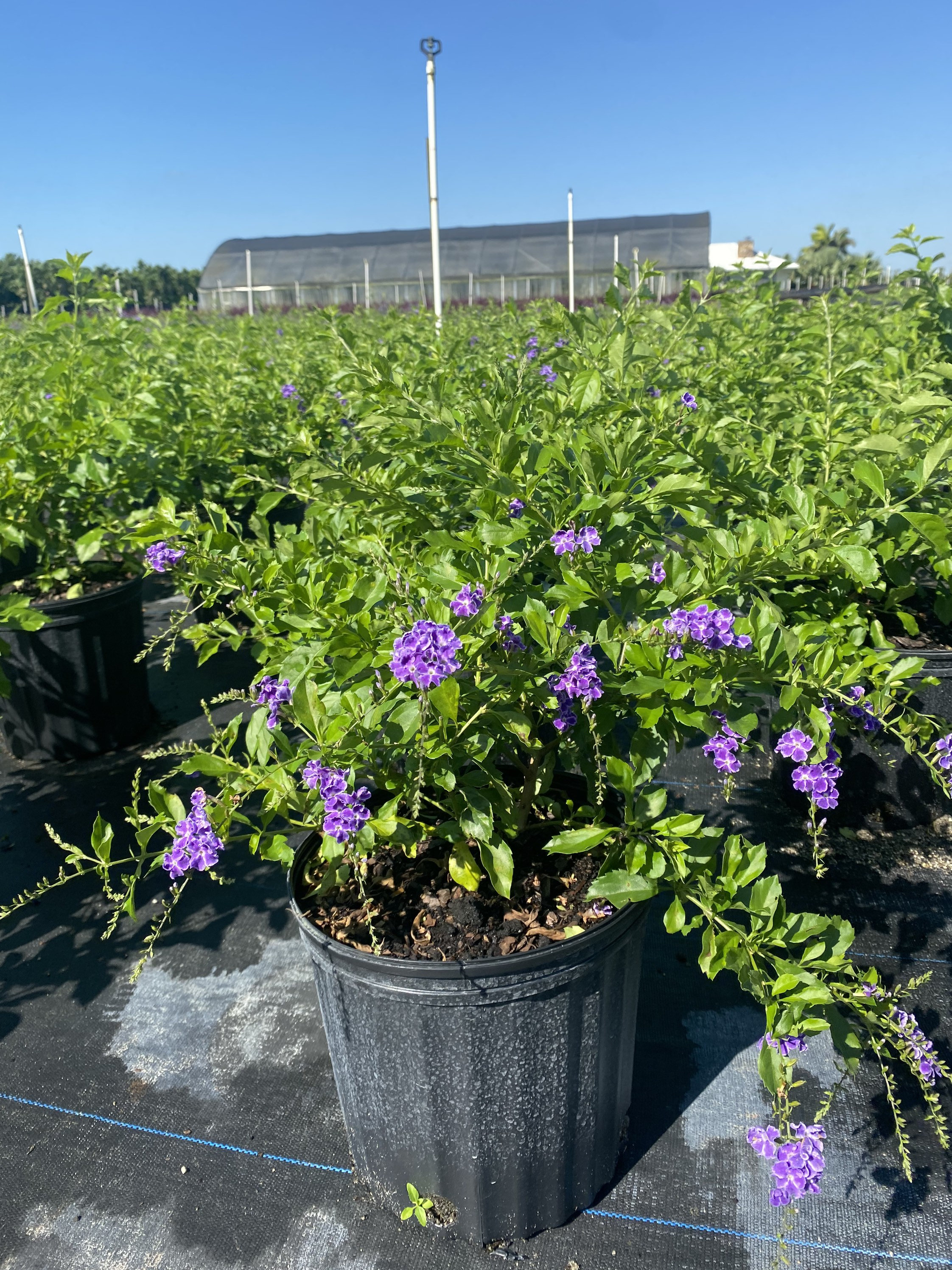 Sapphire Showers Duranta Dew Drop Duranta Sapphire Showers 10 Inch Pot Free Shipping to Eastern