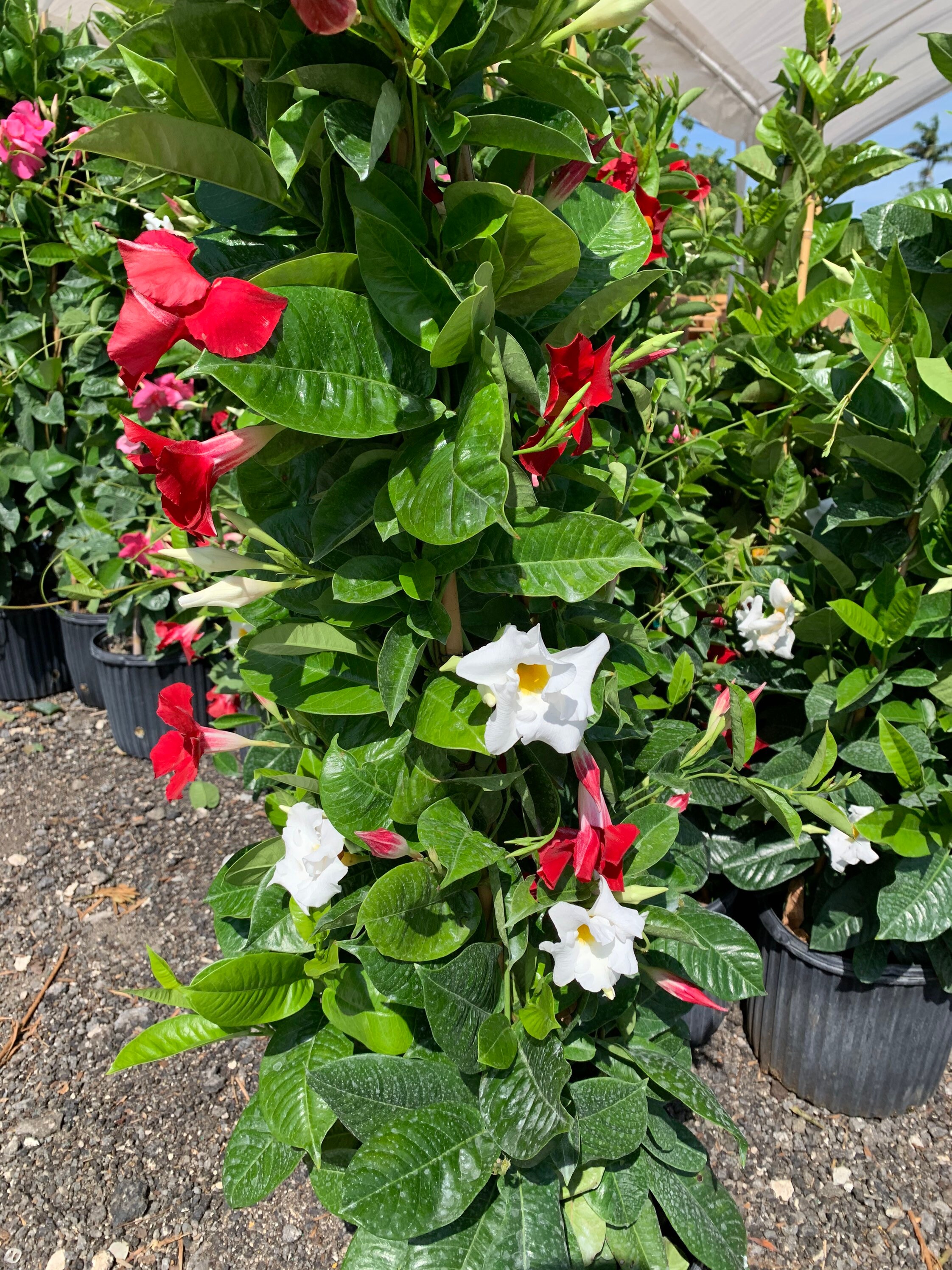 12 inch pot Mandevilla bi color Red and White Vine in a 4 Etsy