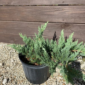 Juniper Parsoni Juniperus chinensis 10 inch pot FREE Shipping East Coast and Central States image 1