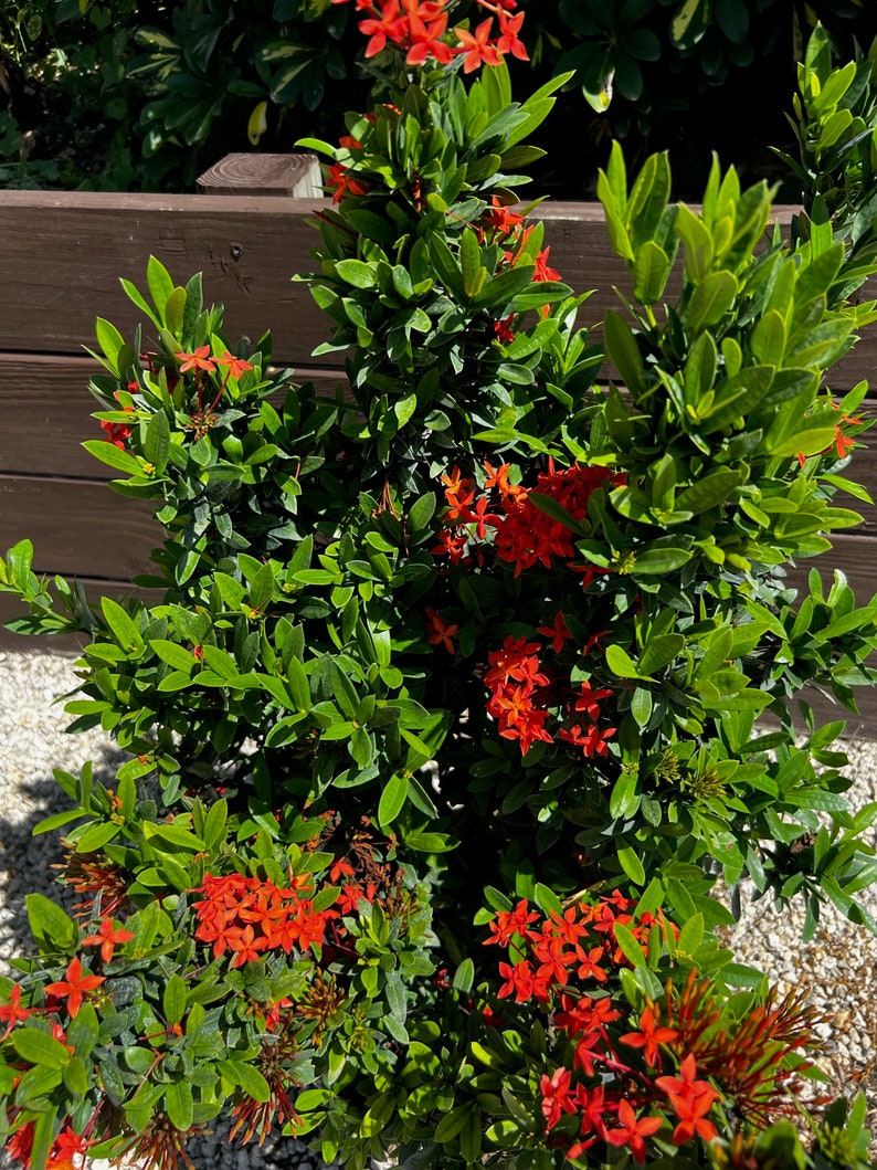 Ixora Taiwanese Red Dwarf Ixora 10 inch pot FREE Shipping East Coast and Central States image 5