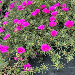 May include: A cluster of vibrant magenta portulaca flowers with delicate, multi-petaled blooms and bright yellow centers. The plants feature thin, succulent, needle-like green leaves and reddish stems, creating a dense, low-growing ground cover.