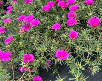 Könnte beinhalten: Eine Ansammlung leuchtend magentafarbener Portulak-Blüten mit zarten, mehrblättrigen Blütenköpfen und leuchtend gelben Mitten. Die Pflanzen haben dünne, sukkulente, nadelartige grüne Blätter und rötliche Stängel, die einen dichten Bodendecker bilden.
