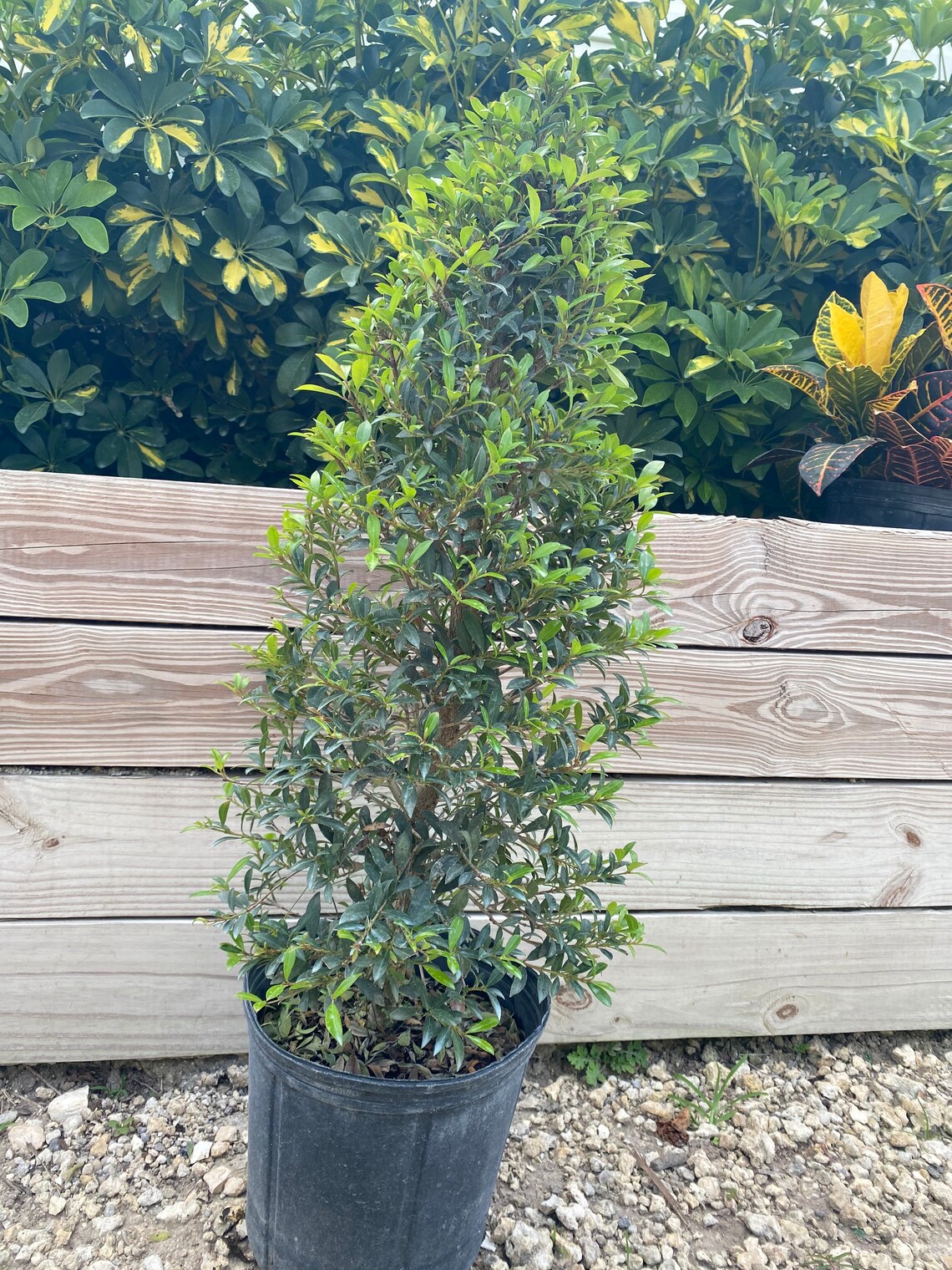 10 inch pot Eugenia myrtifolia Topiary Cone Shape | Etsy