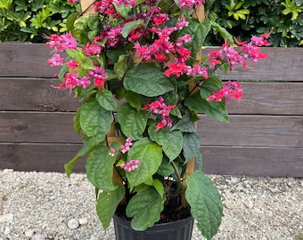 Bleeding Heart purple and red flowers Clerodendrum thomsoniae 10” inch pot  FREE Shipping East Coast and Central States