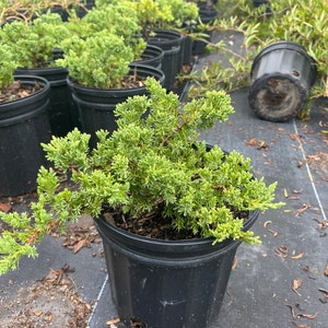 Juniper Parsoni Juniperus chinensis 6 inch pot FREE Shipping East Coast and Central States image 1