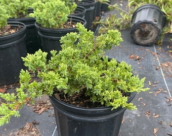 Juniper Parsoni Juniperus chinensis 6” inch pot  FREE Shipping East Coast and Central States