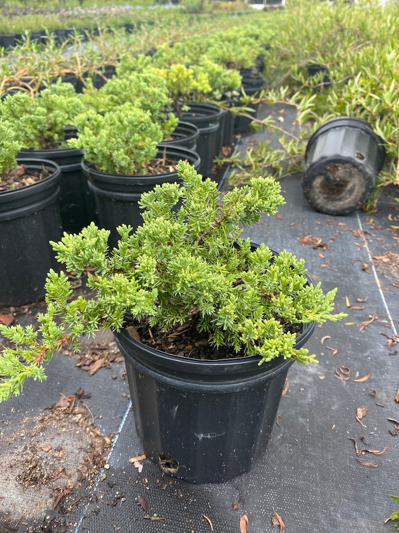 Juniper Parsoni Juniperus chinensis 6 inch pot FREE Shipping East Coast and Central States image 1