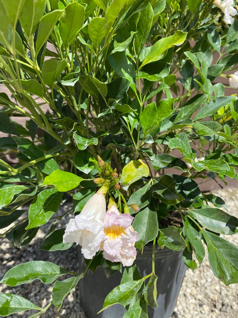 Radermachera Kunmings Dwarf Tree Jasmine BUSH FORM 10 Inch Etsy