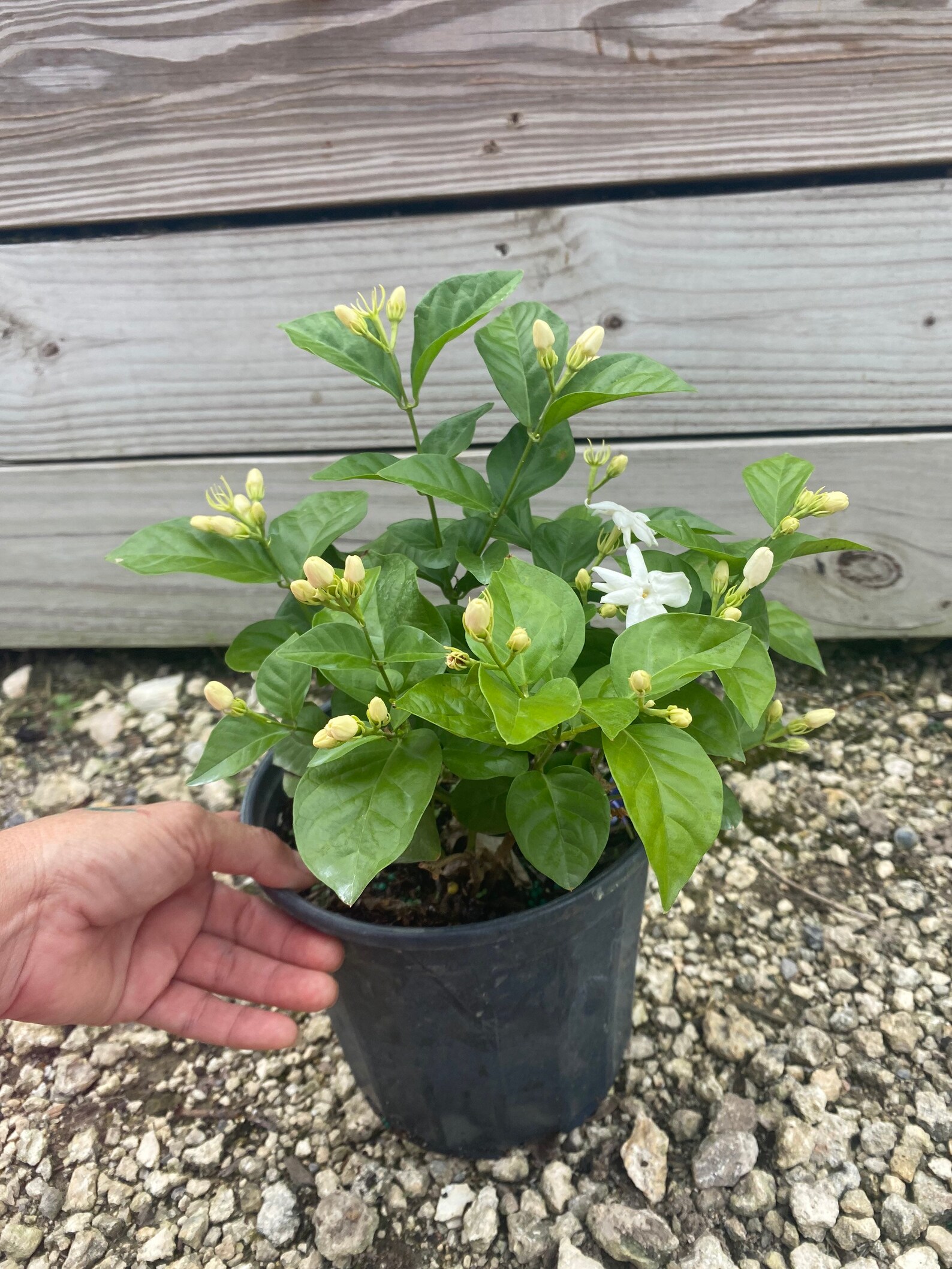 Sambac Jasmine Arabian Jasmine 6 Inch Pot Etsy