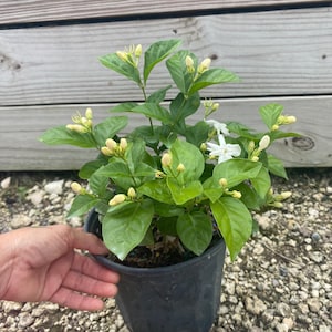 May include: A potted jasmine plant with white flowers and green leaves. The plant is in a black plastic pot and is sitting on a bed of small white rocks.