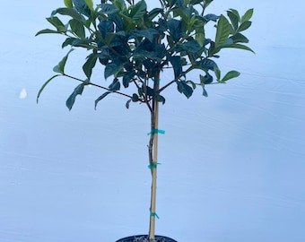 Gardenia Aimee Gardenia augusta Standard Tree form 10” inch pot FREE Shipping East Coast and Central States