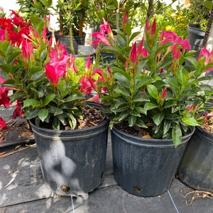 Dipladenia Red mandevilla bush 10 inch pot FREE Shipping East Coast and Central States image 3