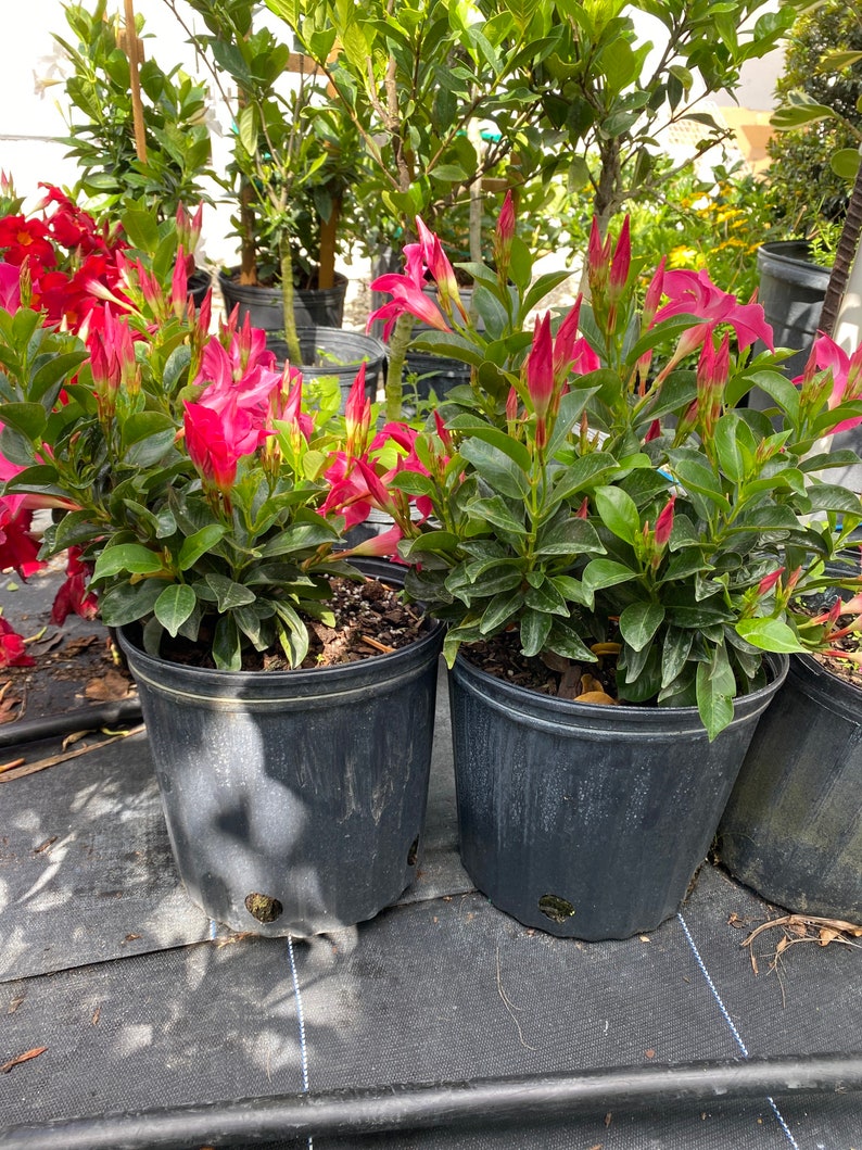 Dipladenia Red mandevilla bush 10 inch pot FREE Shipping East Coast and Central States image 3