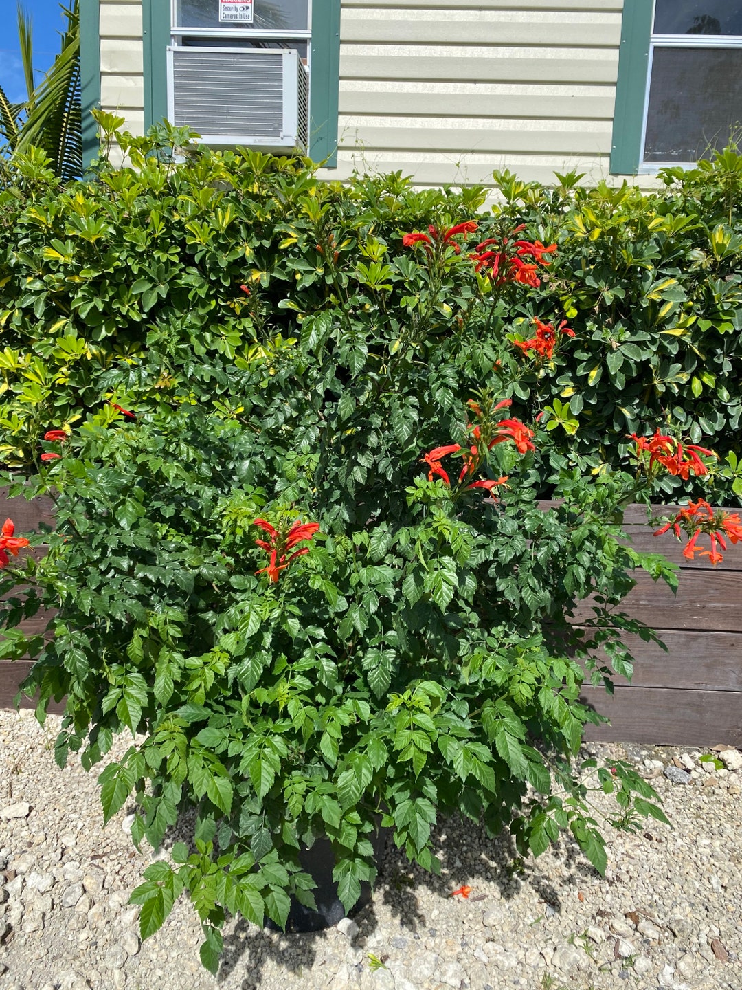 Cape Honeysuckle Red Capensis BUSH FORM 12 Inch Pot Etsy