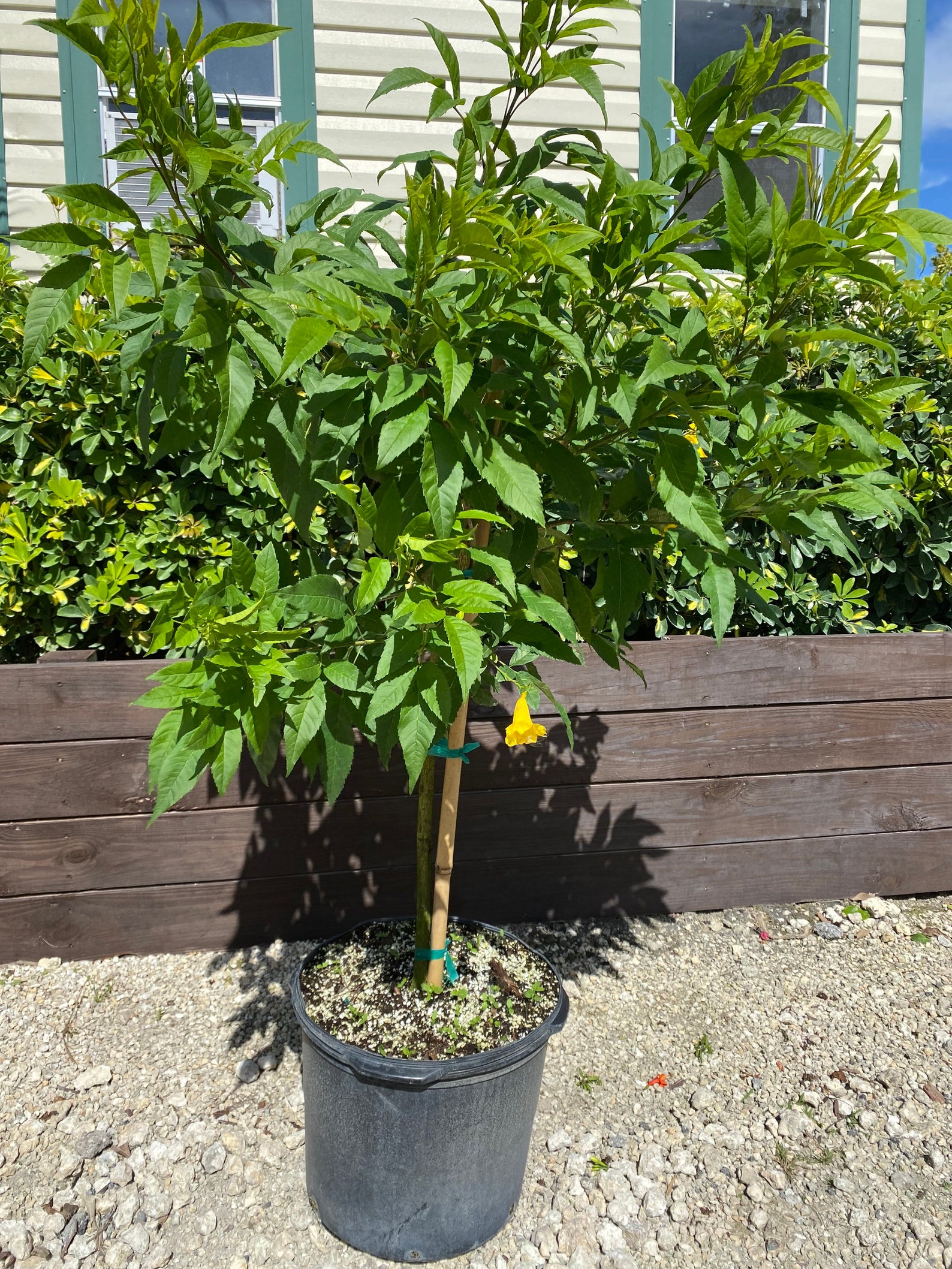 Yellow Elder Stans Esperanza Plant. Standard TREE FORM Etsy