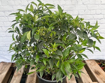 Bahama Wild Coffee Psychotria ligustrifolia 10” inch pot